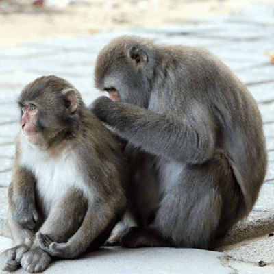 高崎山自然動物園で戯れるサル
