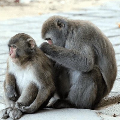 高崎山自然動物園で戯れるサル